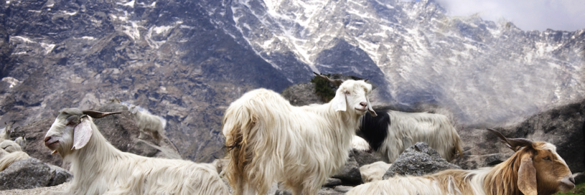 Cashmere-goats-gobi-mountains-1